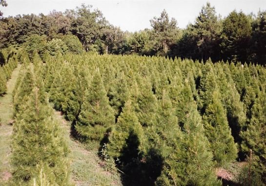 Berchman "Bert" Lee Reaves - Photo 60