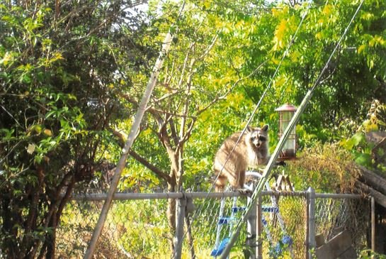Ellen T. Boyle Curtis - Photo 5