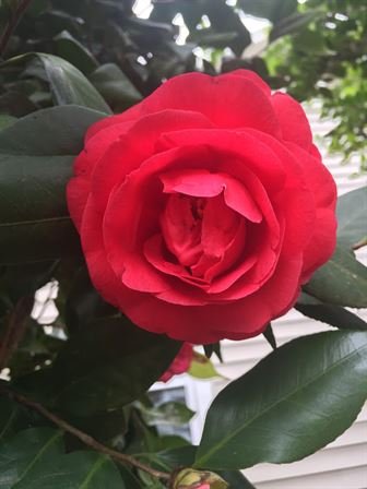 David Scott Young - Photo 38