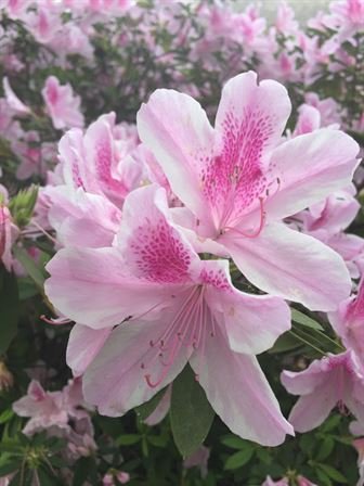 David Scott Young - Photo 153