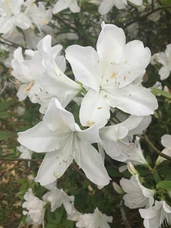 David Scott Young - Photo 160