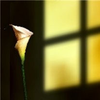 A.J. James - Photo 2