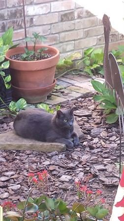 Lisa Lynn Howell "Nanny" Yeaman - Photo 62