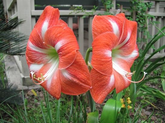 Dean Barrios - Photo 2