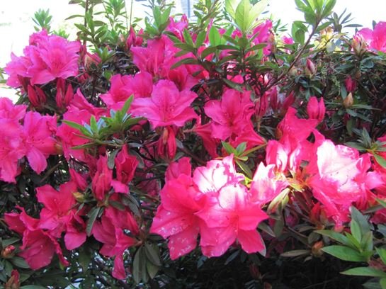 Dean Barrios - Photo 6