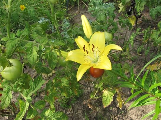 Dean Barrios - Photo 13