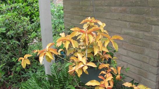 Dean Barrios - Photo 31