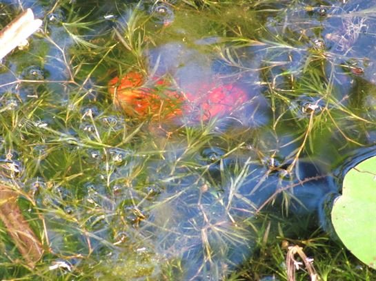 Dean Barrios — photo 37