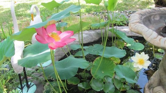 Dean Barrios - Photo 65