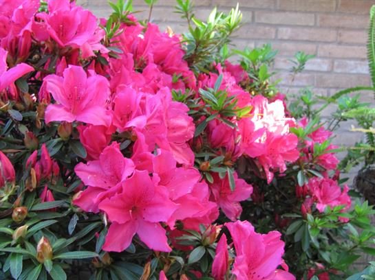 Dean Barrios - Photo 77