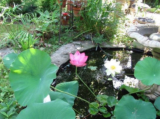 Dean Barrios - Photo 83