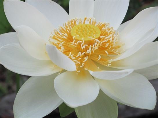 Dean Barrios — photo 100