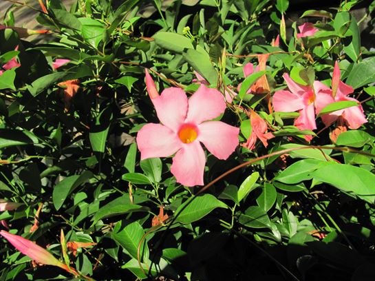 Dean Barrios — photo 113