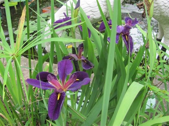 Dean Barrios — photo 117