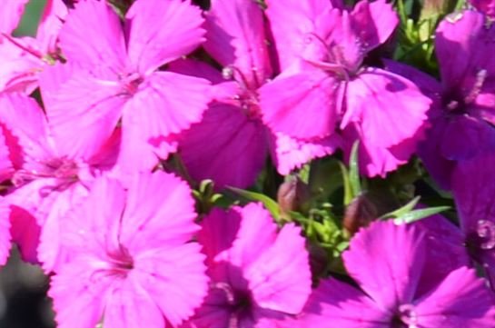 Jenean Van Benthuysen - Photo 30