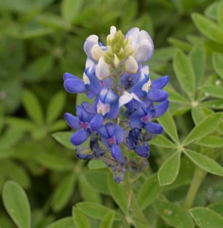 Jenean Van Benthuysen - Photo 55