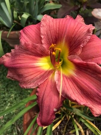 Mavis Hollingsworth Powell - Photo 26