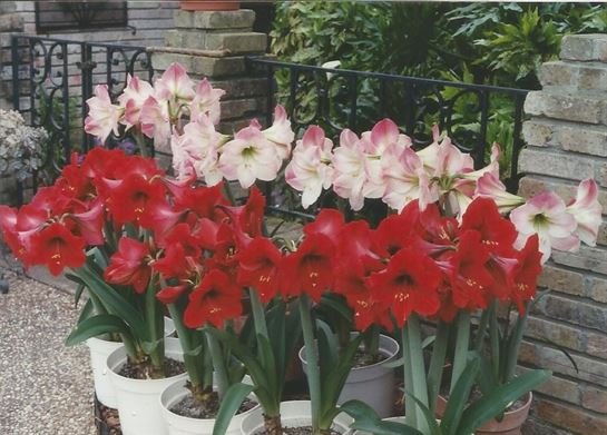 Lou Ellen Pike Cude - Photo 44