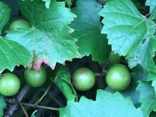 Marshall Wayne Dougharty Sr. - Photo 12