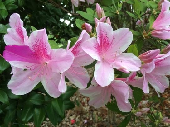 Marshall Wayne Dougharty Sr. - Photo 15