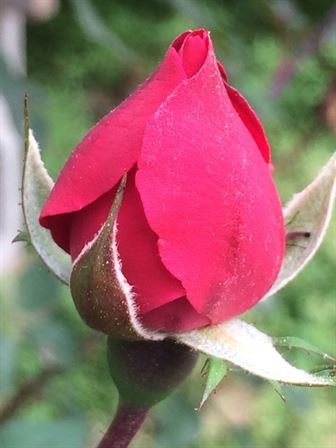 Marshall Wayne Dougharty Sr. - Photo 27