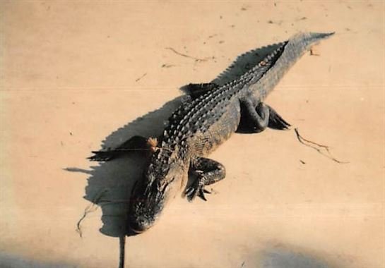 Debra Lynette Truncale - Photo 53