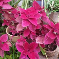 Patricia Gail Collier