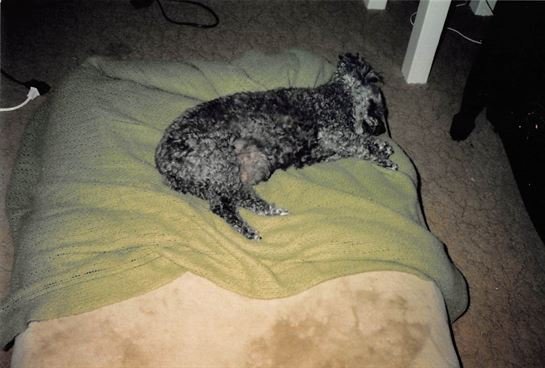 Debra Hebert — photo 16