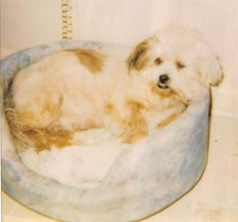 Debra Hebert - Photo 24