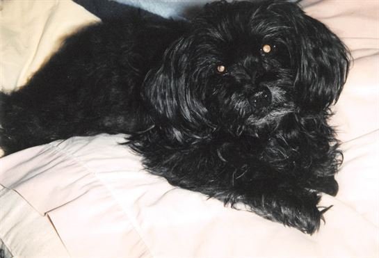 Debra Hebert — photo 39