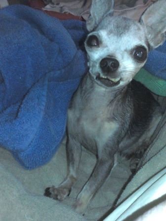 Debra Hebert - Photo 45