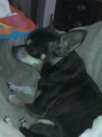 Debra Hebert - Photo 46