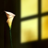 Myrtle Mae Miller - Photo 2