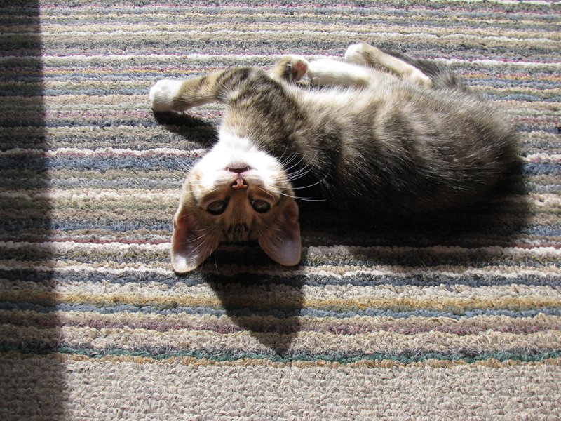 Charlotte Camille Raybon - Photo 17