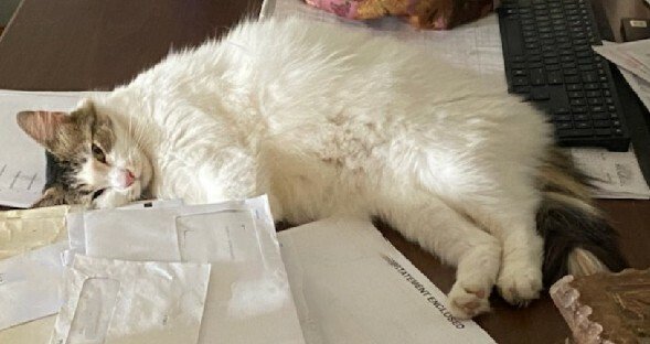 Calvin Walter Stakes, Jr. - Photo 2