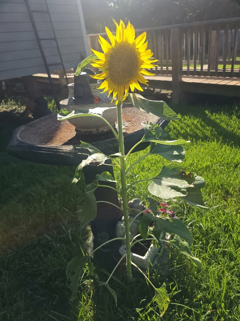 Lisa Marie Brayton Stanley-Granger - Photo 4