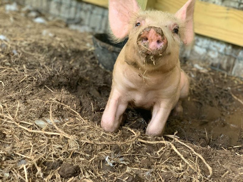 Lisa Marie Brayton Stanley-Granger - Photo 10