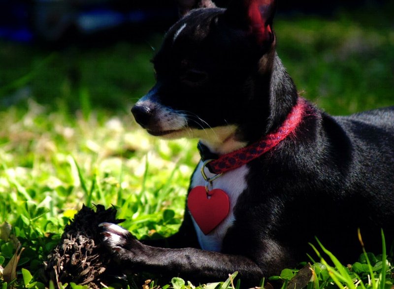 Phillip Joseph Todora, Jr. - Photo 7