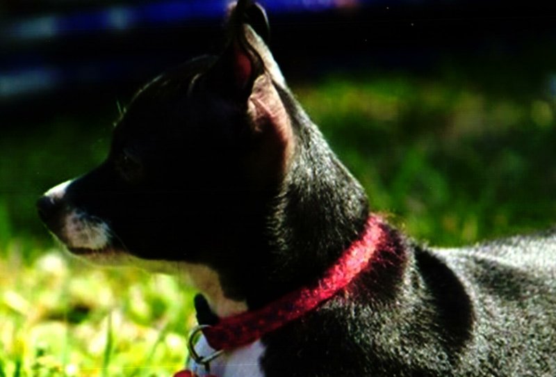 Phillip Joseph Todora, Jr. - Photo 53