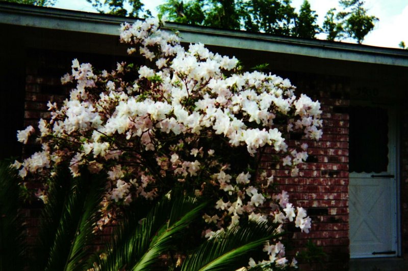 Denetta Dean Gravett - Photo 8