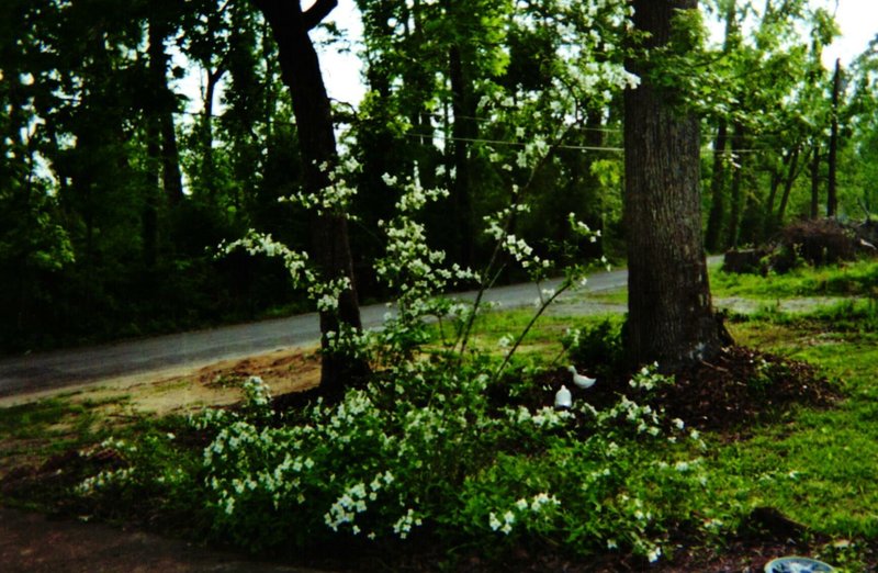 Denetta Dean Gravett - Photo 39