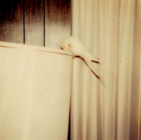 Laura Navarre - Photo 35