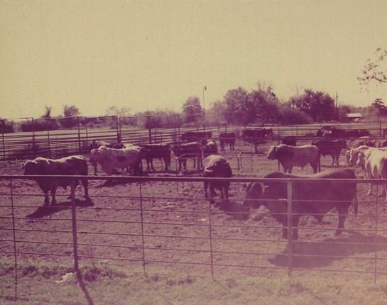 Franklin Augustus (Gus) Harris, Jr. - Photo 84