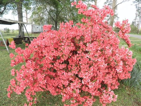 Vera Mae Perry - Photo 84