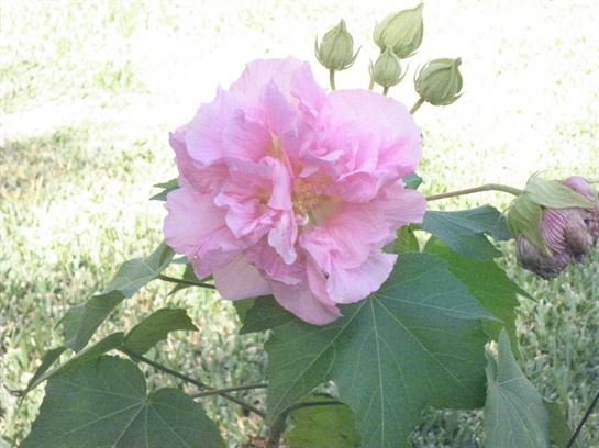 Vera Mae Perry - Photo 156