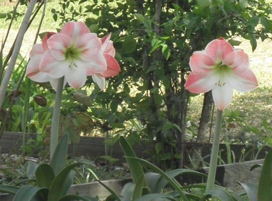 Vera Mae Perry - Photo 162