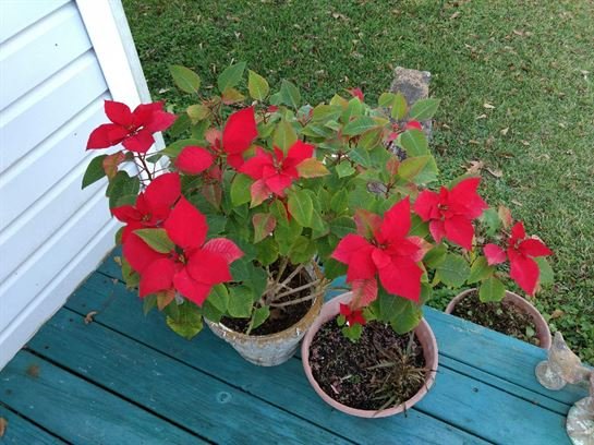 Vera Mae Perry - Photo 170