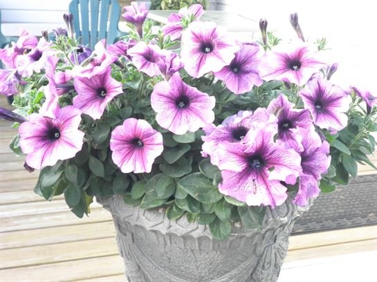 Vera Mae Perry - Photo 182