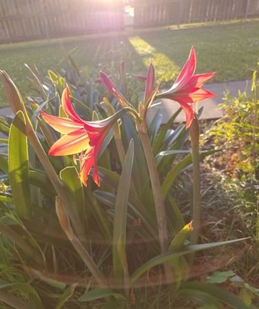 Maxine M. Morgan - Photo 103