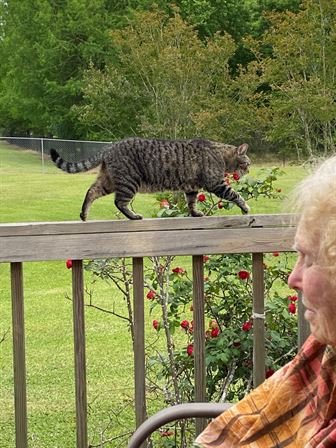 Dorothy Evelyn Atkins Harris Luther - Photo 5